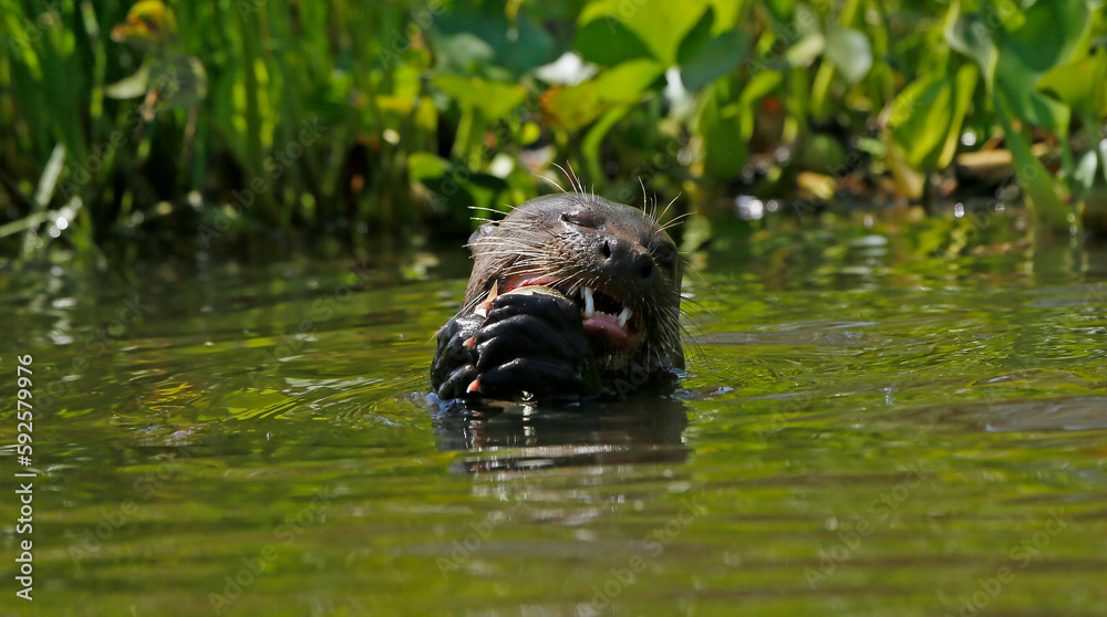 Giant river otter Giant river otter