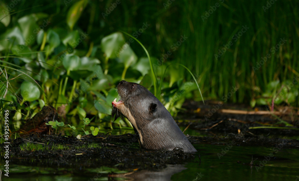 Fototapeta premium Giant river otter