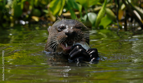 otter in the water eating fish