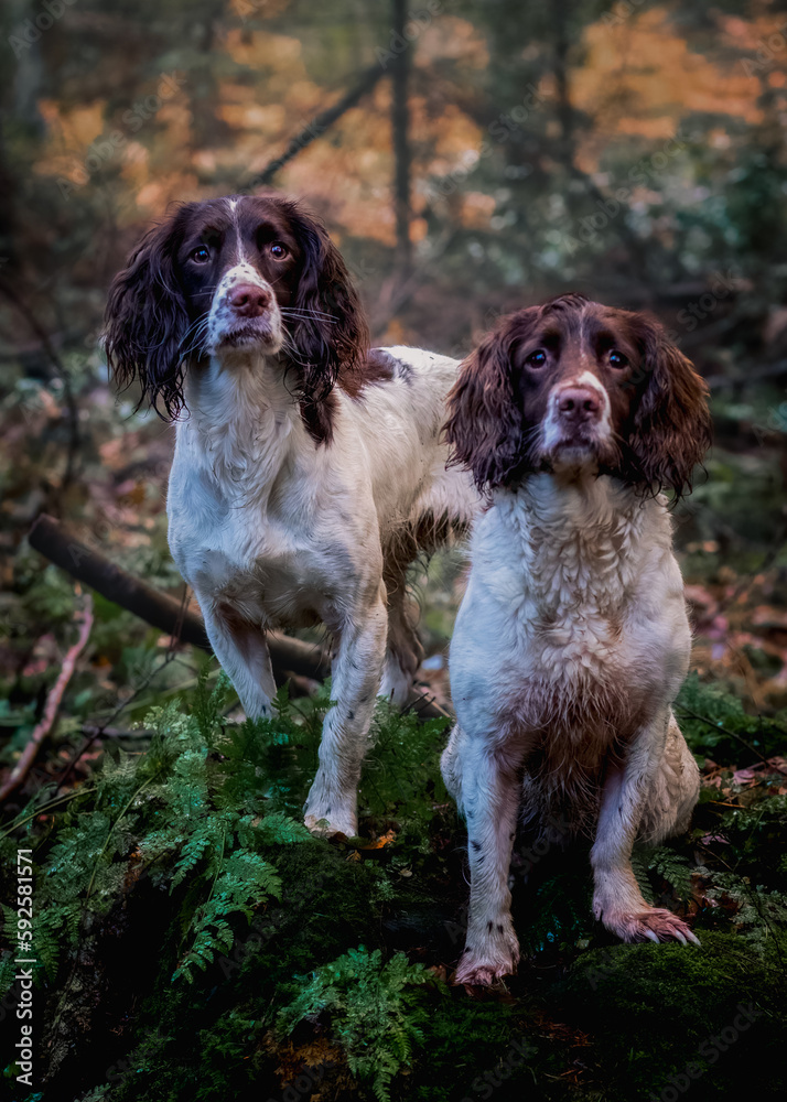 two english springer spaniels