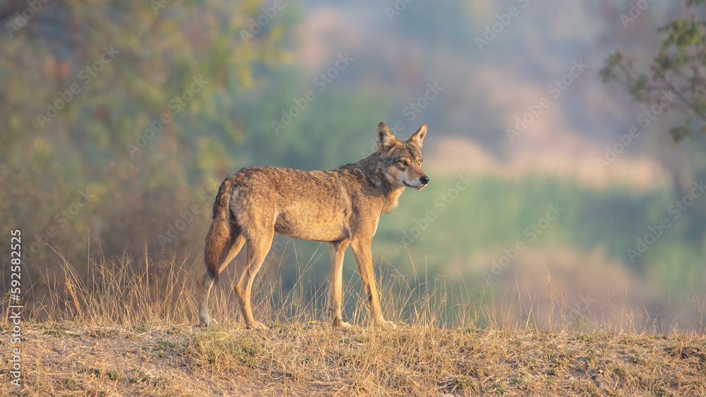 Obraz premium The Indian wolf (Canis lupus pallipes)