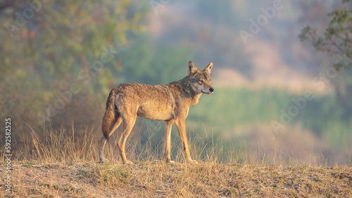 The Indian wolf  Canis lupus pallipes 