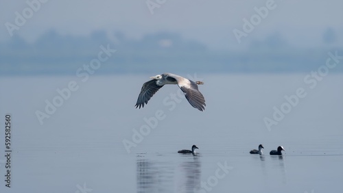 The grey heron  Ardea cinerea  