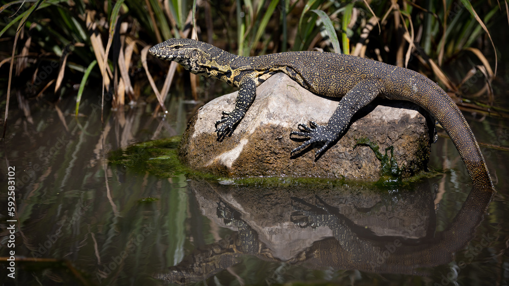 Naklejka premium Water monitor lizard on a rock