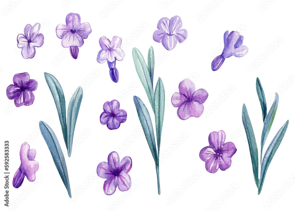 Lavender watercolor. Set of purple field flowers on isolated white background, watercolor illustration