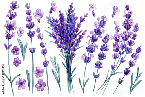 Fototapeta Naklejka Na Ścianę i Meble -  Lavender watercolor. Set of purple field flowers on isolated white background, watercolor illustration