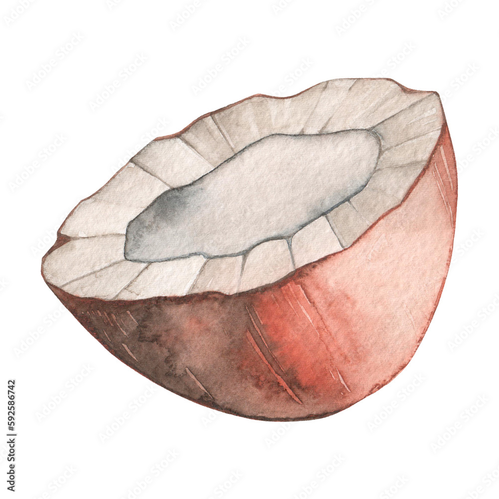 Naklejka premium Watercolor drawing half of a coconut. Tropical walnut. Isolated on white background.
