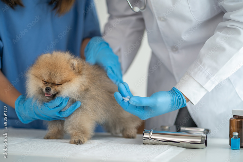 Veterinary laboratories - Injection dogs. Veterinary laboratories - Injection dogs.