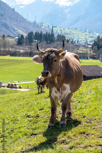 cow in the fields of Grarus in Switzerland with a paragliding person in the background