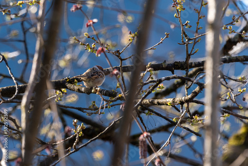 Sparrow bird on a blooming branch of a tree in Spring