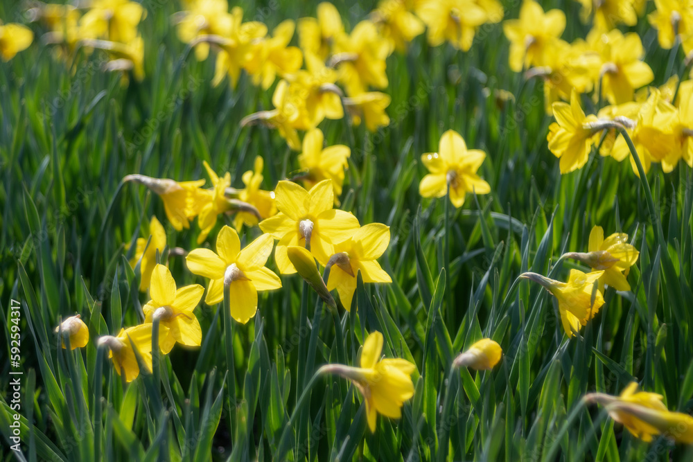 Fototapeta premium Blooming daffodils (Narcissus jonquilla) - a species of plants from the amaryllis family, spring, Poland, Pomeranian Voivodeship
