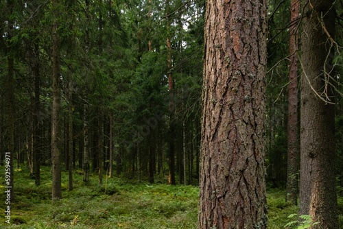 Fototapeta Naklejka Na Ścianę i Meble -  Beautiful forest landscape in summer