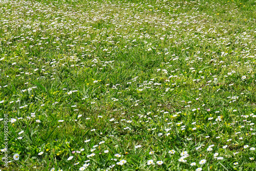 Field with green grass and small white daisies © soniagoncalves