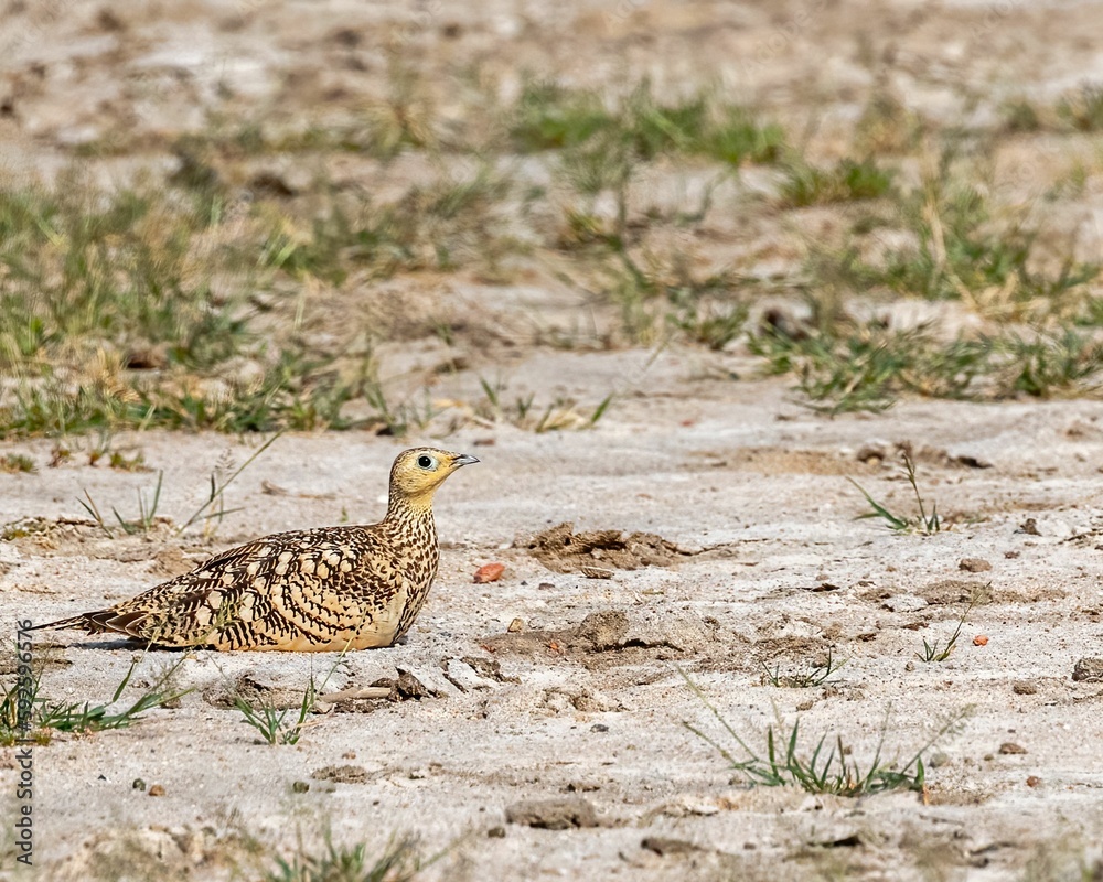 Petit chestnut sand grouse while resting in a forest sand Petit chestnut sand grouse while resting in a forest sand