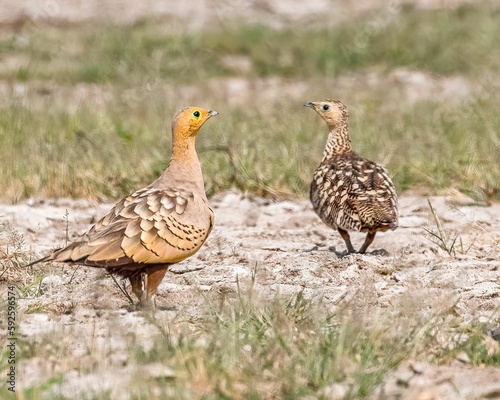 Pair of chestnut sand grouse while walking in a vast field
