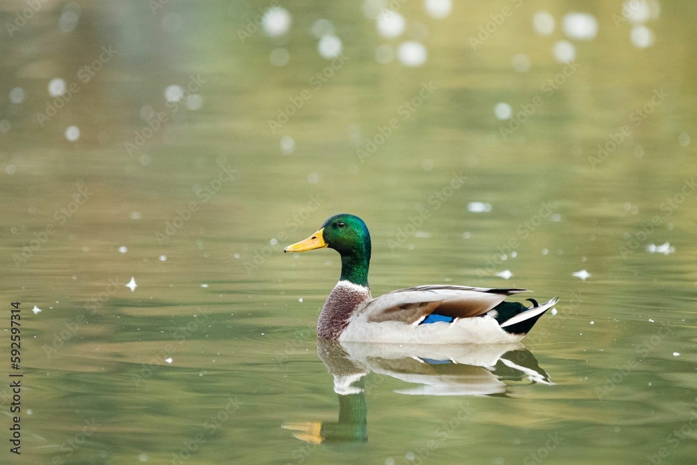 Selective focus shot of a mallard duck (Anas platyrhynchos) swimming in the lake Selective focus shot of a mallard duck (Anas platyrhynchos) swimming in the lake