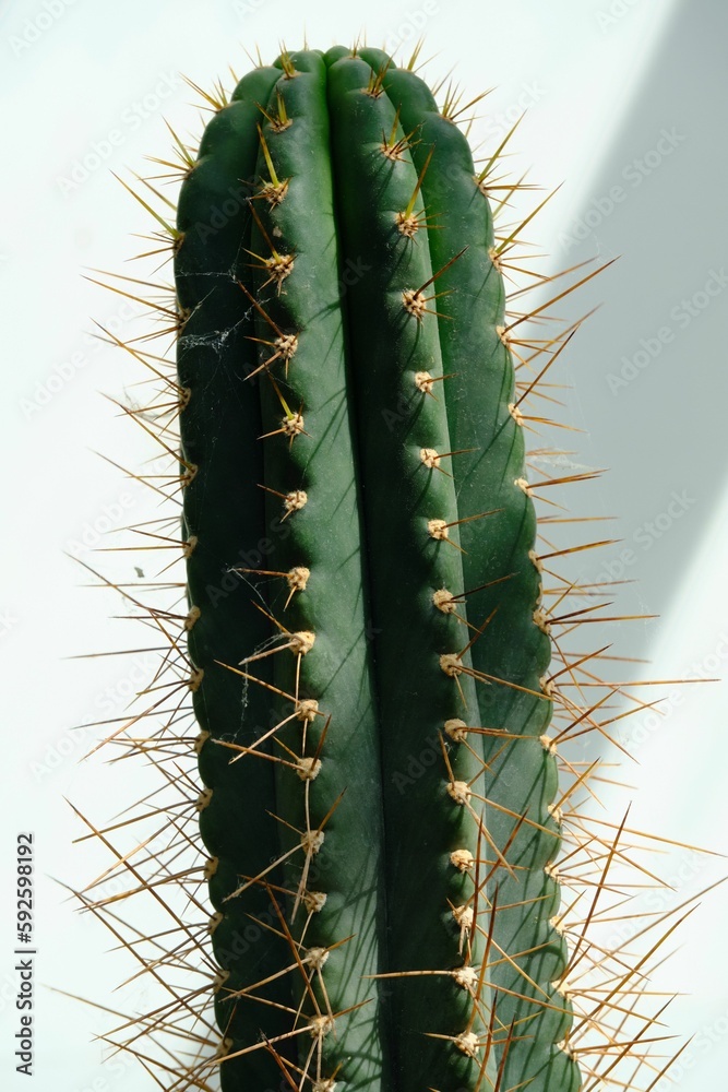 Vertical closeup shot of details on a green cactus Vertical closeup shot of details on a green cactus