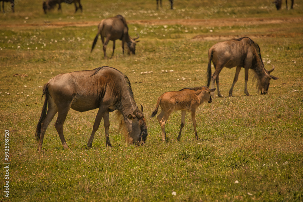 Gnus in Afrika Gnus in Afrika