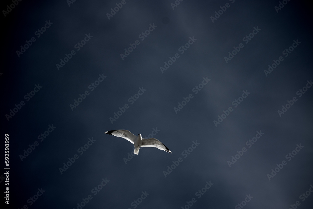 Obraz premium Seagull flying with blue skye background