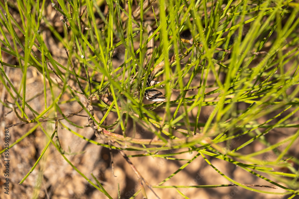 Hidden green head of a reptile trough blurred greenish nature, hidden green reptile hear and eyes in green background, hidden wildlife, green lizard in nature, hunter chameleon with hide greennature Hidden green head of a reptile trough blurred greenish nature, hidden green reptile hear and eyes in green background, hidden wildlife, green lizard in nature, hunter chameleon with hide greennature