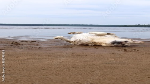 Cute wet Labrador rolling on the beach shore making itself dirty photo