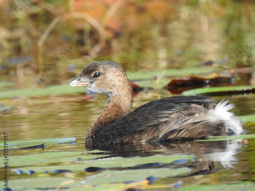 Cute pied-billed brown grebe (Podilymbus podiceps) swimming in the water on the blurred background photo