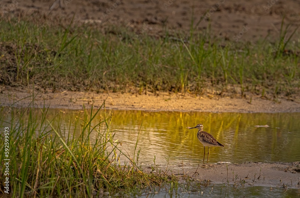 Wood sandpiper in wetland searching for food. Wood sandpiper in wetland searching for food.
