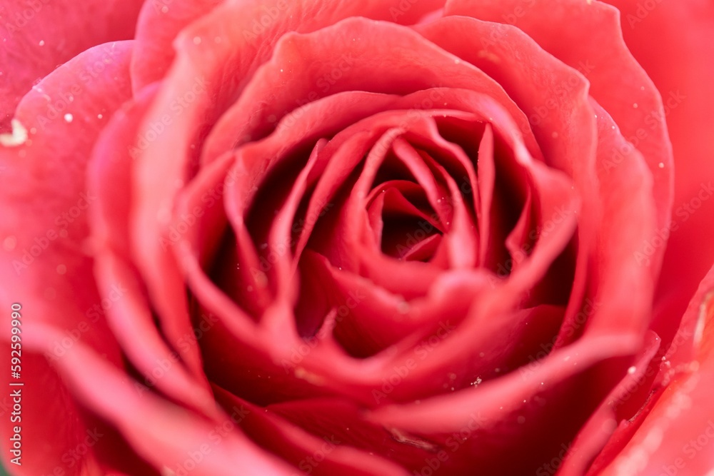 Beautiful closeup of a pink rose Beautiful closeup of a pink rose