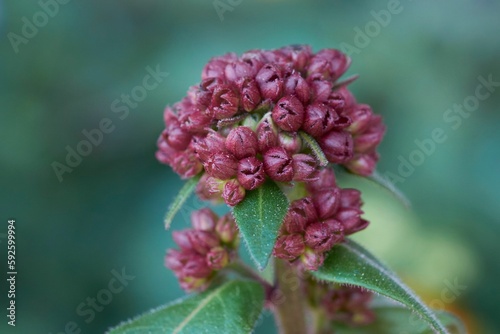 Beautiful closeup of a Swamp milkweed on a blurry background