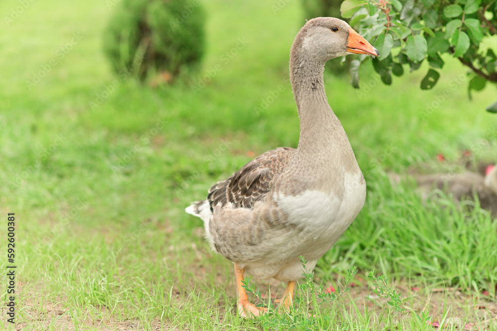 Close-up portrait of a wild grey gander goose walking in green grass in a summer field with soft natural light shot with telephoto lens with softly blurred background with copy space Close-up portrait of a wild grey gander goose walking in green grass in a summer field with soft natural light shot with telephoto lens with softly blurred background with copy space