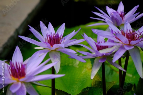 Purple water lily flowers in the Botanical garden in Augsburg  Germany.