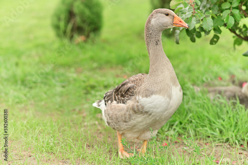 Close-up portrait of a wild grey gander goose walking in green grass in a summer field with soft natural light shot with telephoto lens with softly blurred background with copy space