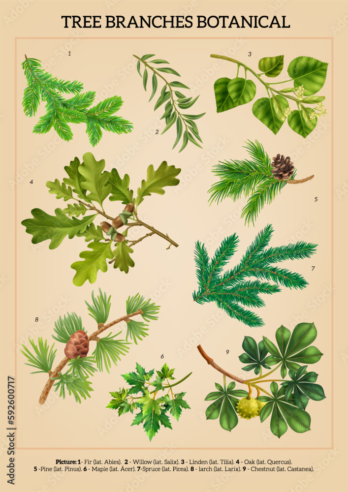 Tree Branches Poster