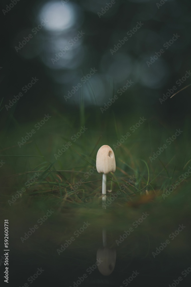 Obraz premium Closeup of a small mushroom growing in a forest with blurred background