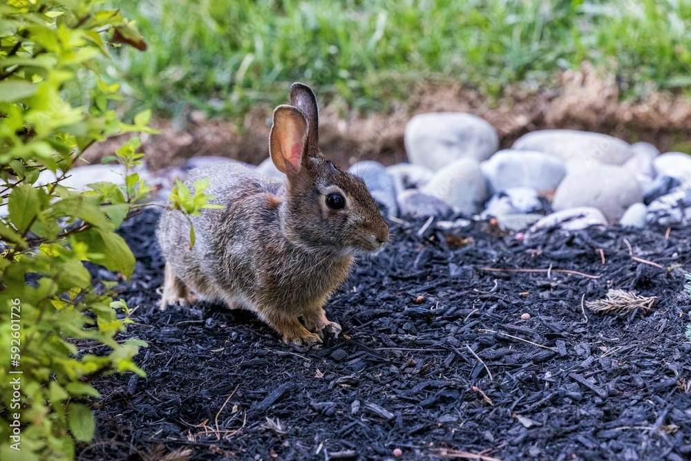 Closeup shot of a small brown rabbit on a garden floor Closeup shot of a small brown rabbit on a garden floor