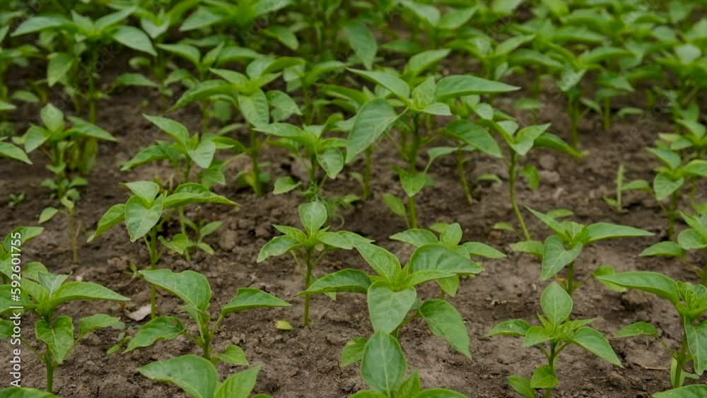 Pepper seedlings grow in the garden. Selective focus.