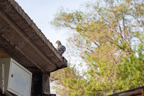 wild pigeon sitting on the roof, selective focus