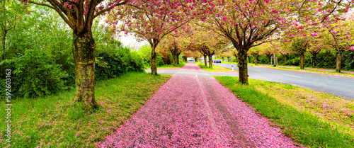 Panoramic over cherry blossom as Japanese cherry or sakura at late Spring in garden alley Sonnenbraut in Magdeburg, Germany