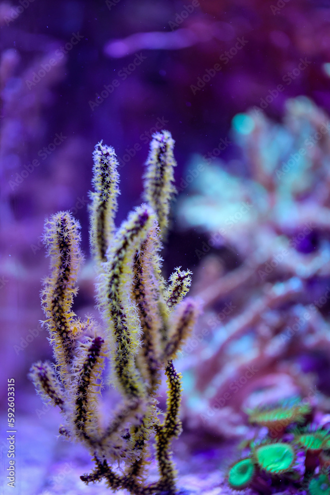 Obraz premium Eine Detailaufnahme einer Koralle in einem Meerwasseraquarium.