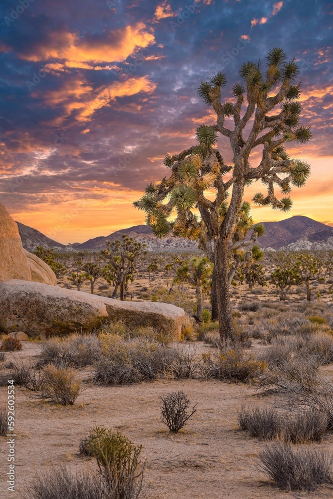Vertical sunset view of a desert with Joshua trees (Yucca brevifolia) and thorn bushes
