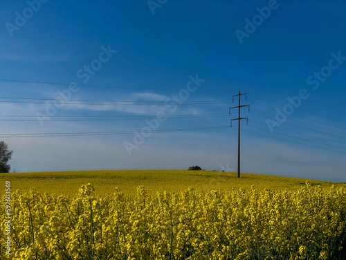 rapeseed field in spring against a blue sky with telegraph pole