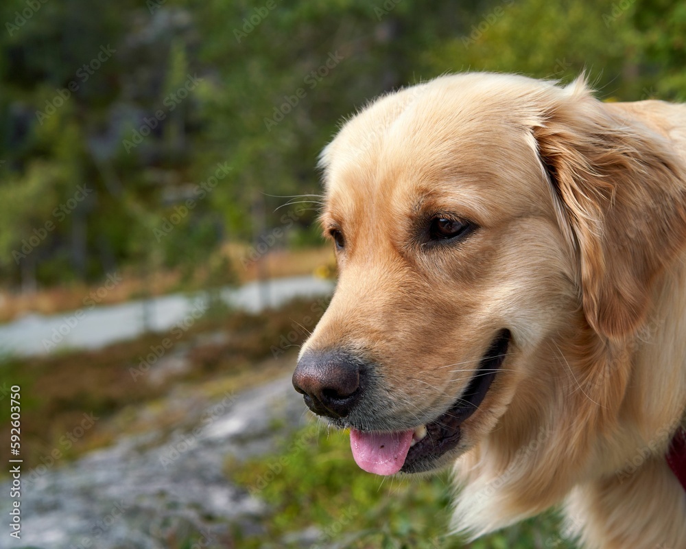 Closeup of an adorable golden retreiever dog looking around in a forest Closeup of an adorable golden retreiever dog looking around in a forest