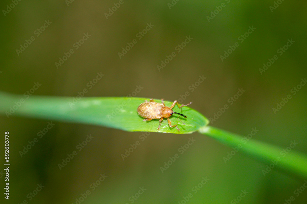 Ein Haselnussbohrer, curculio nucum der zu den Rüsselkäfer gehört auf einem Grasblatt. Ein Haselnussbohrer, curculio nucum der zu den Rüsselkäfer gehört auf einem Grasblatt.