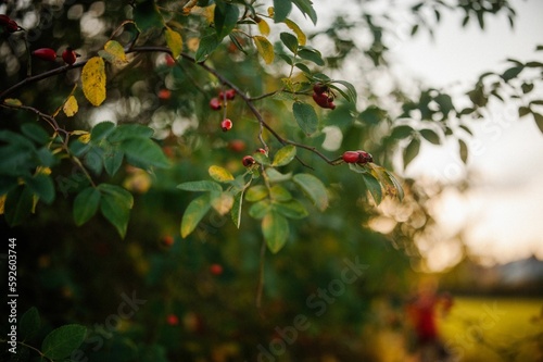 Selective focus shot of the branches of flat-stalked spindle tree in the garden with blur background