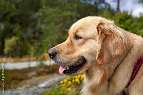 Closeup of an adorable golden retriever dog looking around in a forest