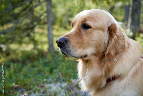 Closeup of an adorable golden retriever dog looking around in a forest