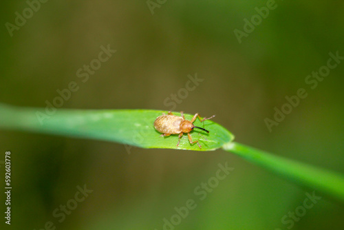 Ein Haselnussbohrer, curculio nucum der zu den Rüsselkäfer gehört auf einem Grasblatt.