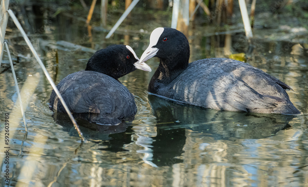 Eurasian coots couple (Fulica atra). Common coots couple close-up portrait. Two black birds mate with the white bill and frontal shields and red eyes looks at each other in spring evening. Eurasian coots couple (Fulica atra). Common coots couple close-up portrait. Two black birds mate with the white bill and frontal shields and red eyes looks at each other in spring evening.