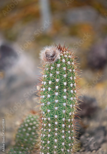 Portrait eines Kaktus  Ein Kaktus in einer Tropischen Umgebung. 