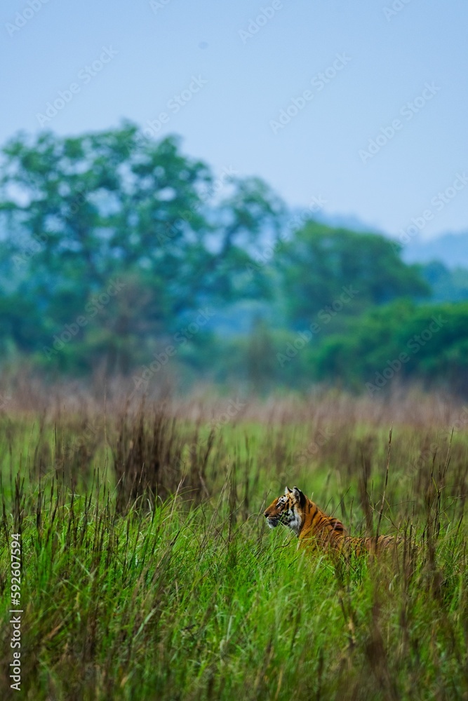 Vertical shot of a striped tiger walking on a grassy green field